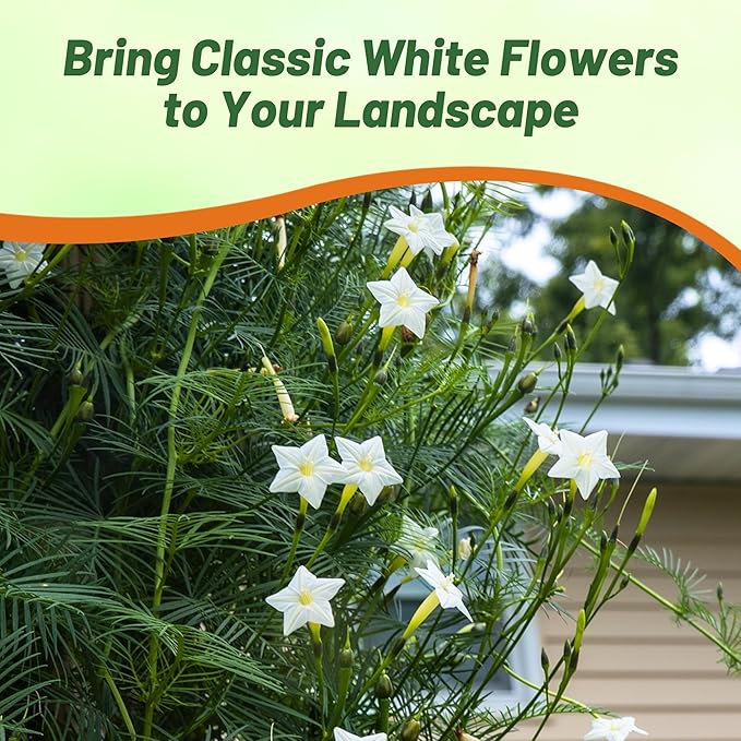 Outsidepride White Cypress Vine Seeds - 100 Pcs Annual Flower Seeds with Nectar-Rich, Star-Shaped Flowers & Feathery, Fern-Like Leaves for Fences, Trellises, Pergolas & Vertical Gardens
