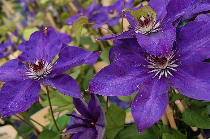 Clematis The President - 5 Live Plants in 4 Inch Growers Pots - Clematis 'The President' - Starter Plants Ready for The Garden - Beautiful Purple Blue Flowering Vine