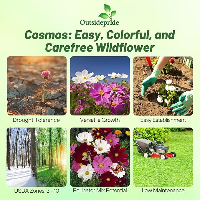 Outsidepride Sensation Mix Cosmos Bipinnatus Seeds - 5 lbs. Annual, Drought-Tolerant, Self-Sowing, Mixed Flower Seeds for Planting Outdoors, Easy-Grow Pollinator Garden & Cut Flowers (AAS Winner)