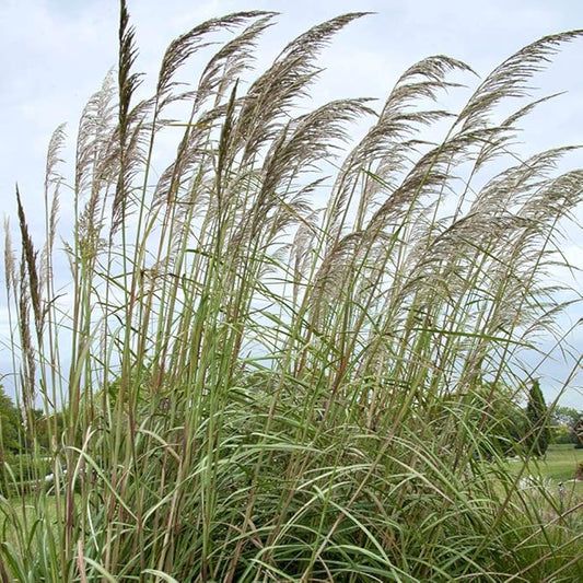 Outsidepride Erianthus Ravennae Plume Grass Seed - 500 Pcs Perennnial Hardy, Giant Ornamental Grass Seeds with Arching Gray-Green Leaves & Cream Plumes for Pampas Substitute
