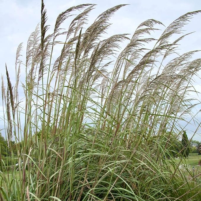 Outsidepride Erianthus Ravennae Plume Grass Seed - 250 Pcs Perennnial Hardy, Giant Ornamental Grass Seeds with Arching Gray-Green Leaves & Cream Plumes for Pampas Substitute