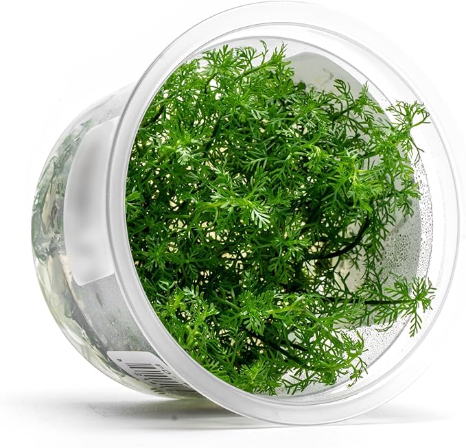 SubstrateSource Live Plants - Mattogrossense Milfoil (Myriophyllum mattogrossense) - Moderate to High Light, Bright Green Accent, Bushy Stem Plant, Midground to Background - Tissue Culture, 1 Pack