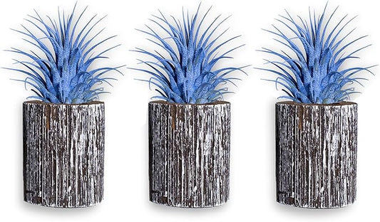 Air Plants - Tillandsia Ionantha - Organically Enhanced Color - Live Arrival Guaranteed - House Plants for Home Decor & Gift (3pk Lilac + White Barrels)