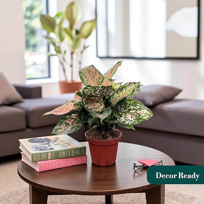 CoollectivePlants Aglaonema Katrina – Aglaonema Live Plant in 4” Growers Pot - Chinese Evergreen Plant Live, Green and Pink Variegated Foliage, Easy Low Light Houseplant
