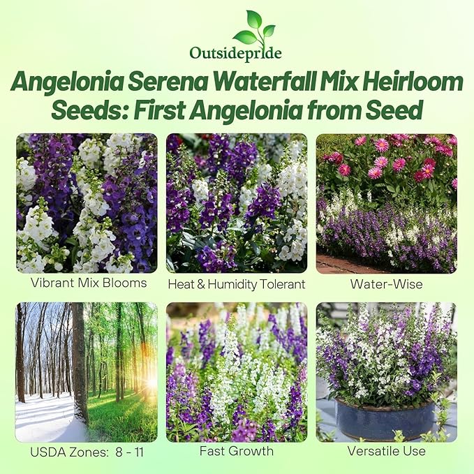 Outsidepride Serena Waterfall Mix Angelonia Snapdragon Seeds for Planting - 15 Pcs Perennial Flower Seeds, Pollinator-Friendly, Heat, Humidity & Drought-Tolerant, Compact Growth Habit for Containers