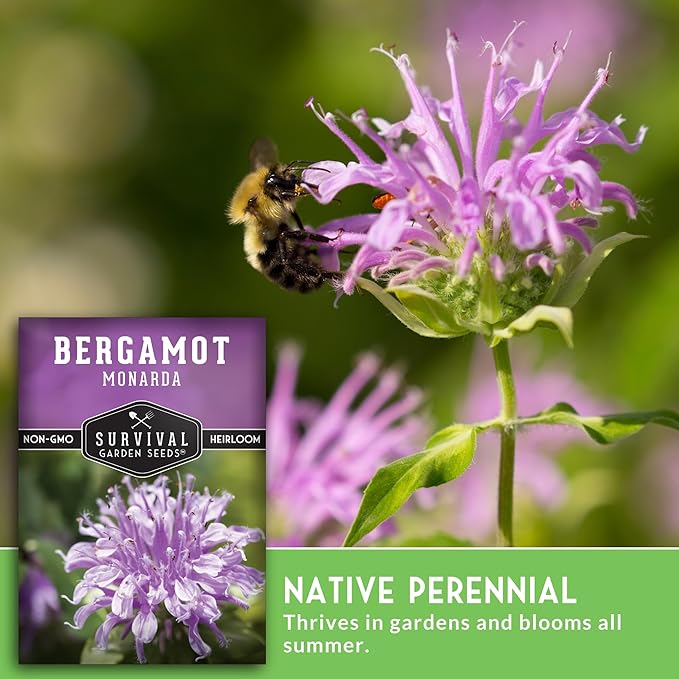 Bergamot Herb (Bee Balm) Seed for Planting - 2 Packets with Instructions to Grow Monarda Fistulosa Wildflowers in Your Home Vegetable Garden - Non-GMO Heirloom Variety - Survival Garden Seeds