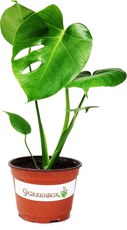 9GreenBox Split Leaf Philodendron 6" Pot - Monstera - Edible Fruit Tastes Like Pineapple