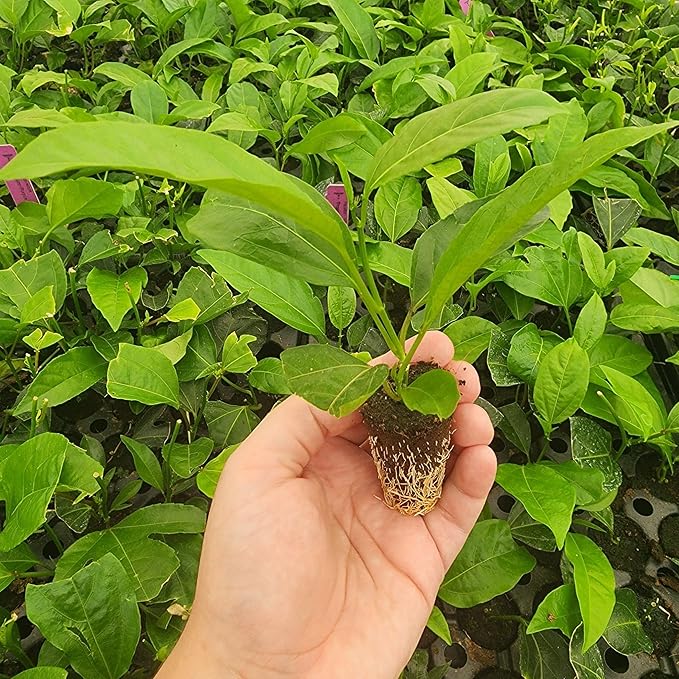 Passion Fruit Live Plant 4 Pack – 'Possum Purple' (Maracuya) — Self-Fertile Passiflora edulis Vine for Trellis, Arbor & Containers — Fast Growing Sweet Purple Fruit. Easy Edible Garden Starter