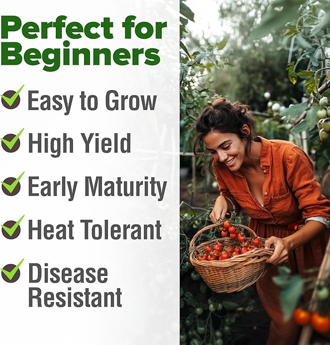 HOME GROWN Large Red Cherry Tomato Seeds Pack– 500 High Germination Heirloom Seeds – Non GMO Vegetable Seeds for Garden,Homestead & Self-Sufficient Growing(Solanum lycopersicum)