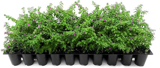 Mexican Heather Purple | 10 Live Plants | Cuphea Hyssopifolia | Drought Tolerant, Evergreen Shrub, Low Maintenance, Flowering Blooms, Full Sun, Ground Cover, Year Round Interest, Outdoor Garden