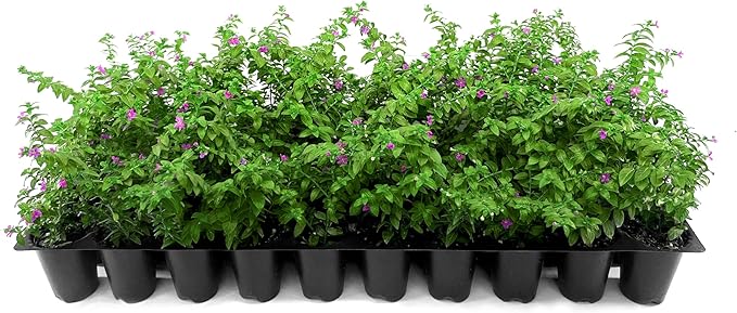 Mexican Heather Purple | 3 Live Plants | Cuphea Hyssopifolia | Drought Tolerant, Evergreen Shrub, Low Maintenance, Flowering Blooms, Full Sun, Ground Cover, Year-Round Interest, Outdoor Garden