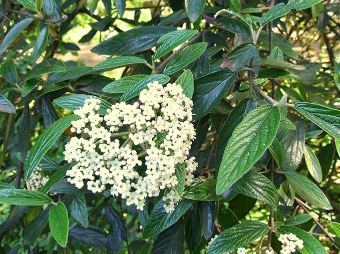 Pragense Viburnum - Live Plant Shipped 2 to 3 Feet Tall by DAS Farms (No California)