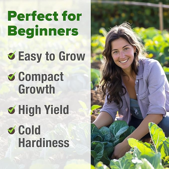 HOME GROWN Collard Green Seeds - 300 Seeds for Fall Planting - High Germination Heirloom Vegetable Seeds, Vates Collard Greens Seed Pack (Brassica oleracea)