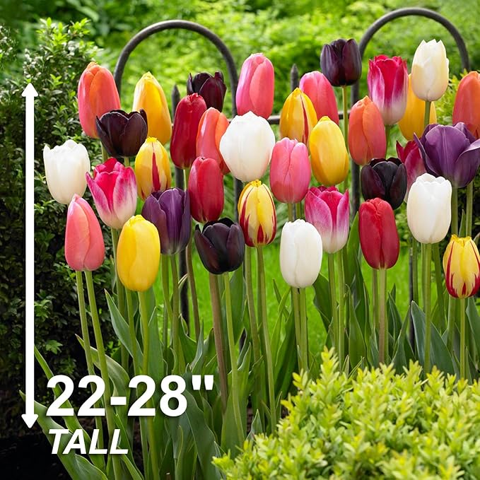 Garden State Bulb Bright Sunshine Mix Single Late Tulip Flower Bulbs, 12/+ cm, Fall Planting (Bag of 50)