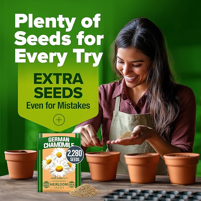 HOME GROWN German Chamomile Seed Pack – 2,280 Non GMO Heirloom Seeds for Planting for Sustainable Gardens and Soothing Medicinal Herbal Teas (Matricaria chamomilla)