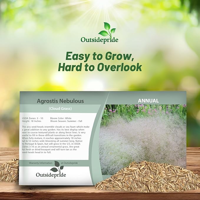 Outsidepride Agrostis Nebulosus Cloud Grass Seeds - 5000 Pcs Annual Versatile & Adaptable Ornamental Grass with Airy White Seed-Heads for Low Maintenance Xeriscaping & Borders