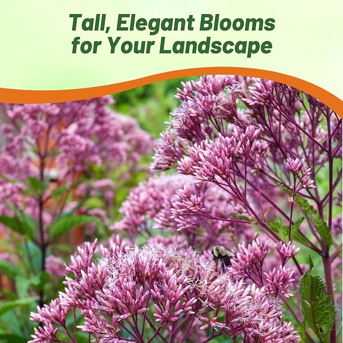 Outsidepride Joe Pyeweed Eupatorium Seeds - 5000 Pcs Easy to Grow, Non-Invasive Perennial Flower Seeds for Planting for Pollinator Gardens, Flood Plains, Swamps, Bogs, or Stream Banks