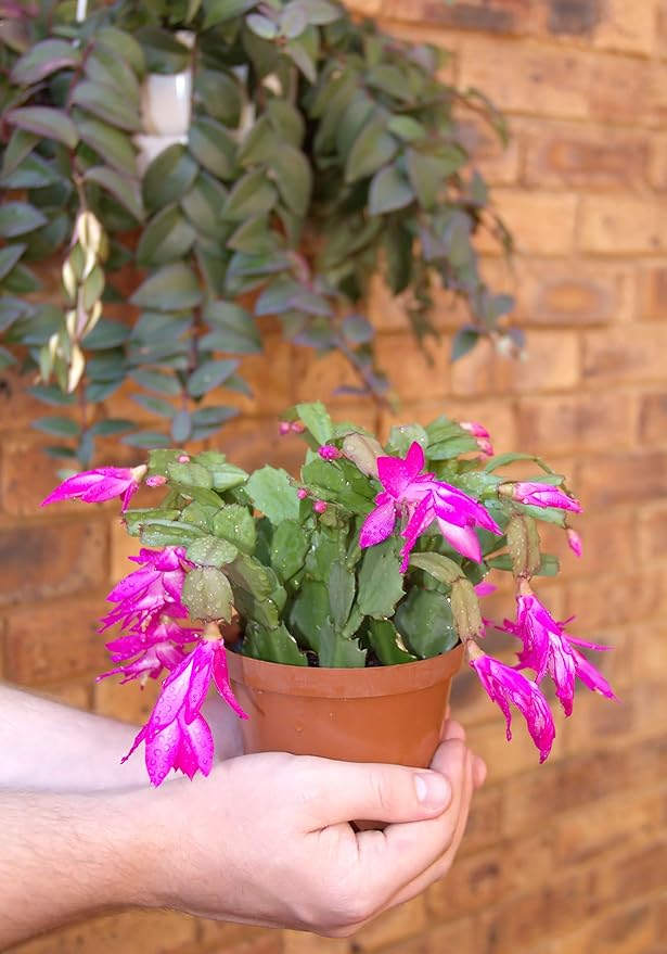 Christmas Cactus - 3 Live Plants in 4 Inch Pots - Schlumbergera Bridgesii - Beautiful Indoor Tropical Succulent
