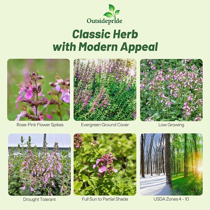 Outsidepride Germander Herb Seeds - 500 Pcs Perennial, 18-Inch Tall, Violet Blooms, Evergreen Ornamental Hedge for Herb Gardens, Attracts Bees & Butterflies, Minimal Watering Needs