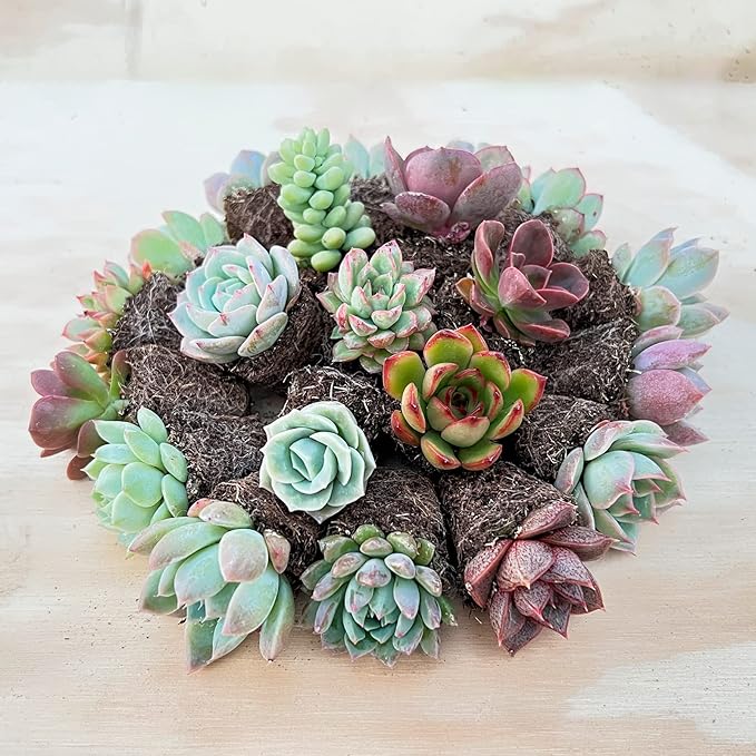 Sprout N Green 1 Assorted Succulents with Root, Live Plants Collection, Without Plant Pot, Great for Gardener Beginner, DIY Projects, Wedding Party Favor, Easy to Care