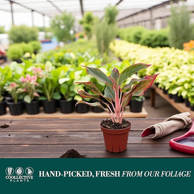 CoollectivePlants Aglaonema Siam Red – Aglaonema Live Plant in 4″ Growers Pot - Vibrant Red-Green Foliage, Live Indoor Plant