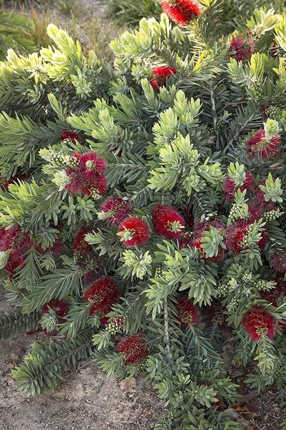 Little John Dwarf Bottlebrush | 2 Large Gallon Size Plants | Callistemon Compact Heavy Blooming Shrub