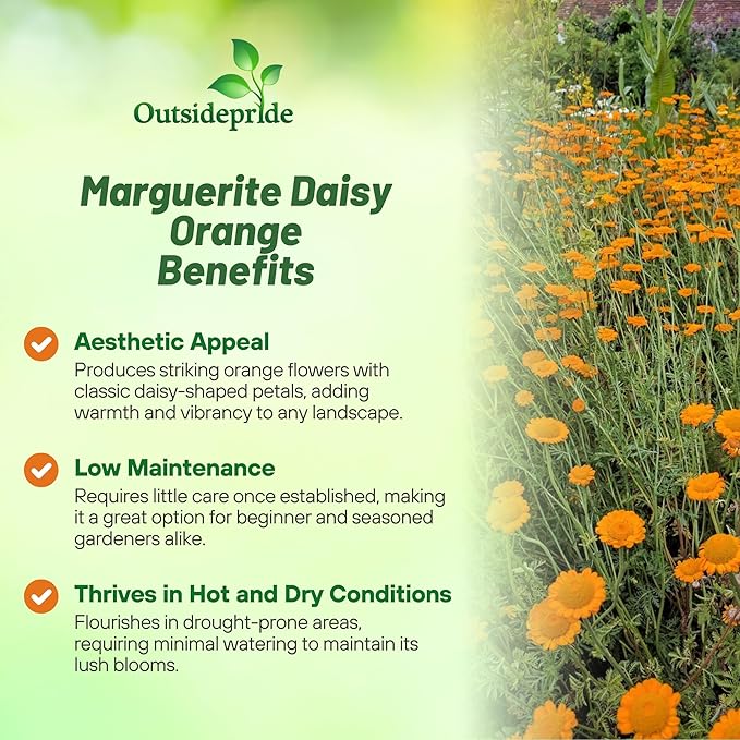 Outsidepride Orange Marguerite Daisy Seeds - 5000 Pcs. Perennial Drought-Tolerant & Pollinator-Friendly, Flower Seeds for Planting Vibrant Blooms for Gardens, Borders & Cut Flowers