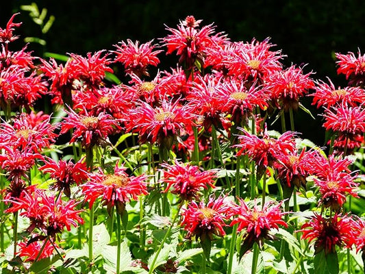 Greenwood Nursery: Live Perennial Plants - Bee Balm Jacob Cline + Monarda Didyma - [Qty: 10x Pint Pots] - (Click for Other Available Plants/Quantities)