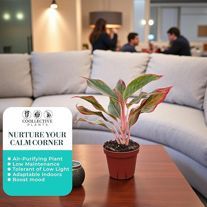 CoollectivePlants Aglaonema Siam Red – Aglaonema Live Plant in 4″ Growers Pot - Vibrant Red-Green Foliage, Live Indoor Plant