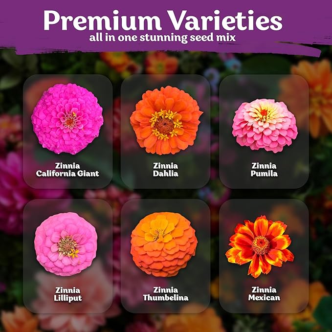 KVITER 550 Crazy Blend Zinnia Seeds for 2025 (Zinnia Elegans) – Double Zinnia Seed Mix, Heirloom Pollinator Magnet – Ideal Flower Seeds for Planting in Cutting Garden, Borders, Containers