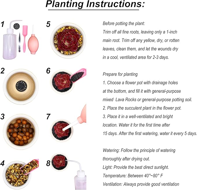 Lithops Random Mix Rare Live Succulent Plants, 30/50/100 Pcs Succulent Live Plant, Bare Root Without Pot Soil, Garden Indoor Office, Friend Plant Lovers Gifts (Normal 50pcs)