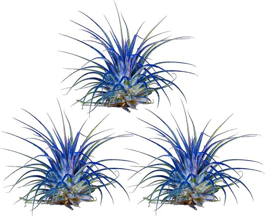 Air Plants - Tillandsia Ionantha - Organically Enhanced Color - Live Arrival Guaranteed - House Plants for Home Decor & Gift (Blue Bell 3pk)