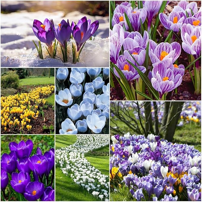 Mixed Crocus Bulbs for Planting - Ships from Our Iowa Nursery (50 Bulbs)