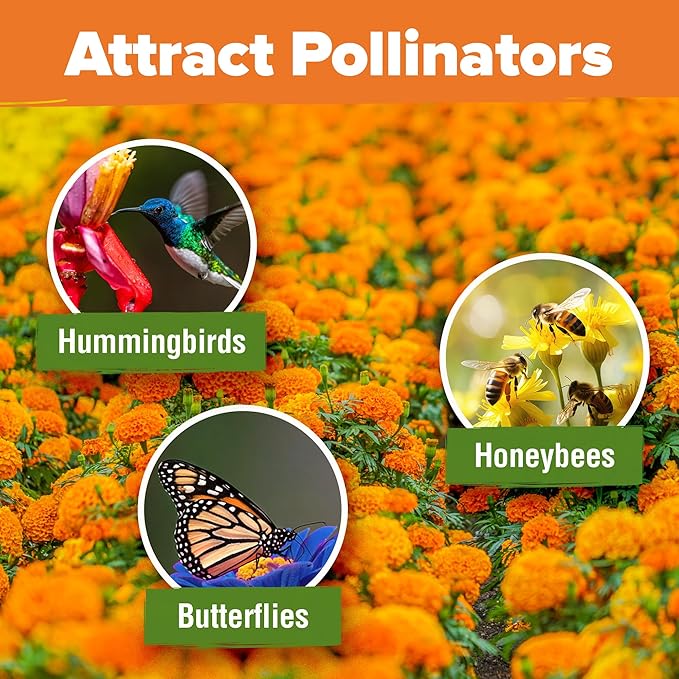 HOME GROWN Crackerjack Marigold Seeds 2.05oz - 15,000 Flower Seeds Planting Outdoor, Large Bulk Pack, Sourced, High Germination, Companion Planting, Orange (Tagetes erecta)