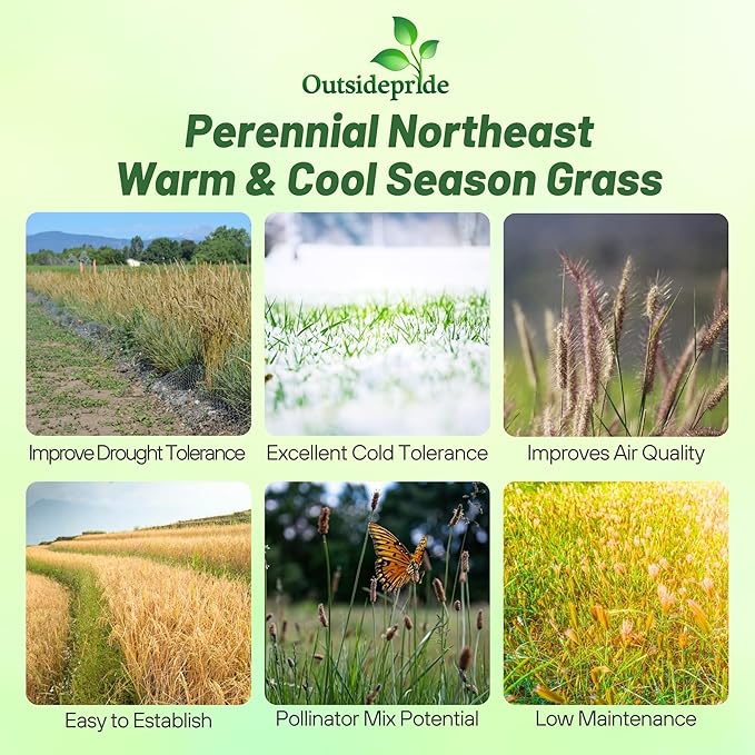 Outsidepride Perennial Northeast Native Grass Seed Mix - 1 lb. Cold & Drought-Tolerant Warm & Cool Season Prairie Grass Seeds for Xeriscaping, Erosion Control, Wildlife Support, & Pollinator Habitats