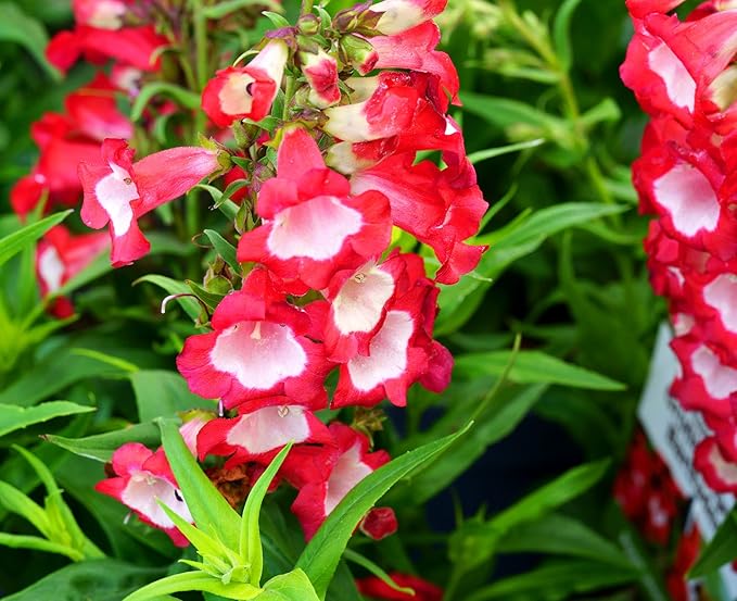 Penstemon Seeds for Planting - 200 Penstemon Seeds Multicolor Flower Seeds for Outdoor Home Garden Flower Seeds Gardening Supplies