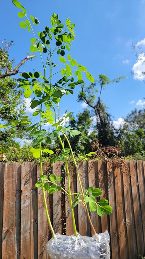 Moringa Tree Seedling Live Moringa Plant with Moringa Seeds Malunggay Sahijan Drumstick Tree Moringa Oleifera