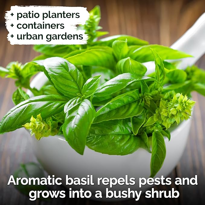 KVITER 2000 Italian Basil Seeds for Planting (Ocimum basilicum) - Sweet Genovese Basil, Heirloom & Non GMO, Classic Pesto Flavor - Herb Seeds to Plant in Containers, Outdoor & Indoor Herb Garden