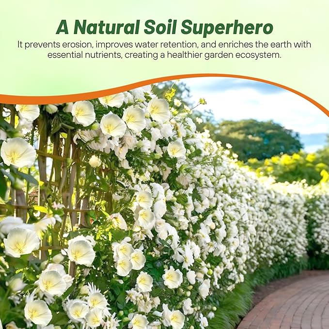 Outsidepride White Linen California Poppy Seeds - 1 Lb. Annual, Low Maintenance & Drought Tolerant Wildflower Seeds for Planting Vibrant Spring Blooms for Pollinator Gardens & Wildlife Habitats