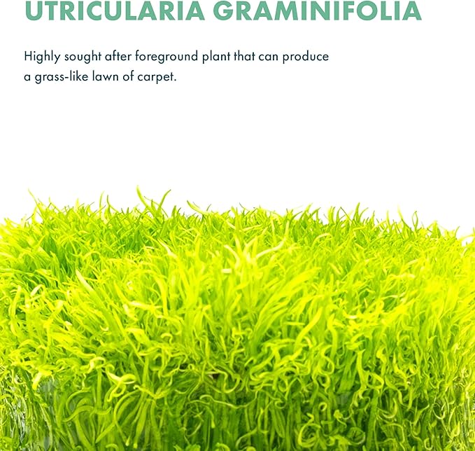 SubstrateSource Live Plant - Utricularia Graminifolia Tissue Culture Aquatic Live Aquarium Plant Grass Carpet for Aquascape - 100% Snail Free in Vitro Cup (Utricularia Graminifolia)