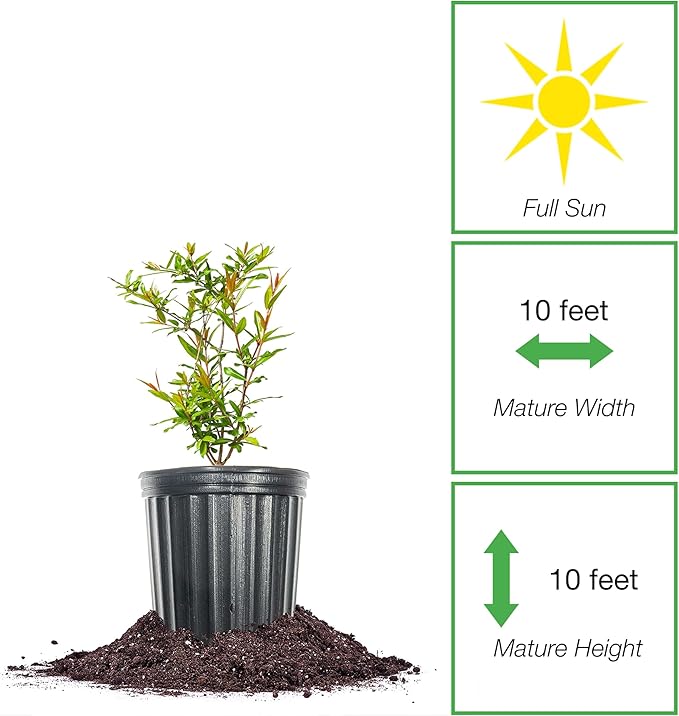 PERFECT PLANTS Wonderful Pomegranate Tree Large Delicious Fruit |, 1 Gal, Heavy Producer, 1 count