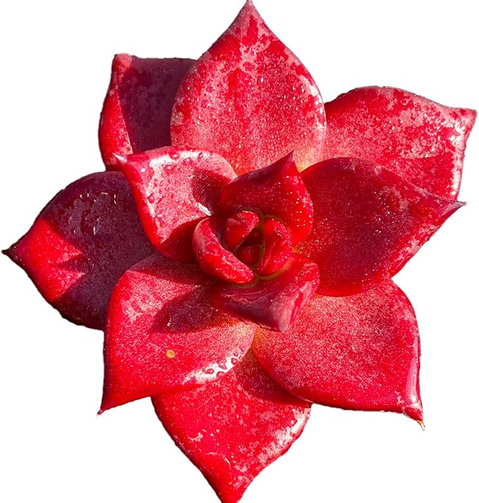 Echeveria Agavoides v Romeo Rubin Rare Live Succulent Plants, Red 1 Head 3" Live Plant, Package Without Pot Soil, Garden Indoor Office Desk, Wedding Party Baby Shower Decoration, Plant Lovers Gifts