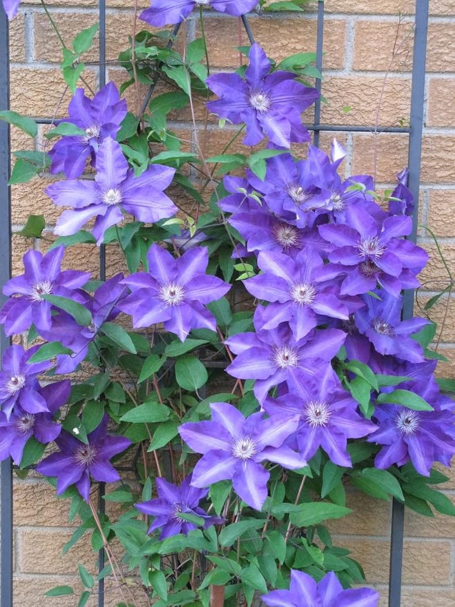 Clematis The President - Live Plant in a 4 Inch Growers Pot - Clematis 'The President' - Starter Plants Ready for The Garden - Beautiful Purple Blue Flowering Vine