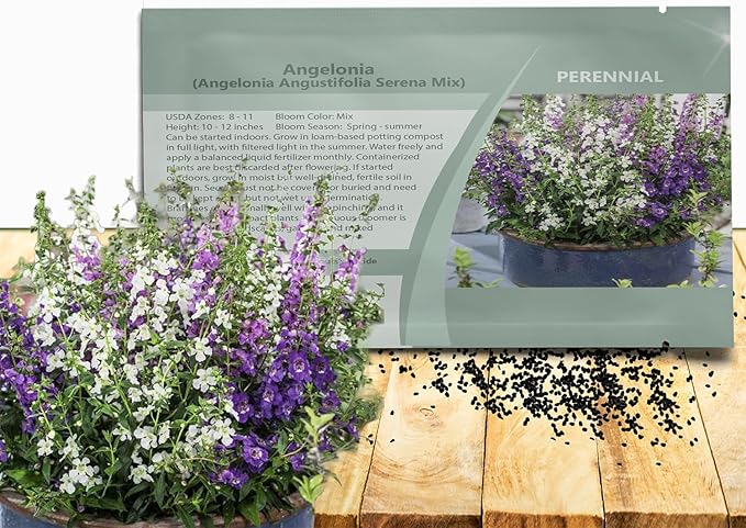 Outsidepride Serena Mix Angelonia Snapdragon Seeds for Planting - 20 Pcs Perennial Flower Seeds, Pollinator-Friendly, Heat, Humidity & Drought-Tolerant, Compact Growth Habit for Containers