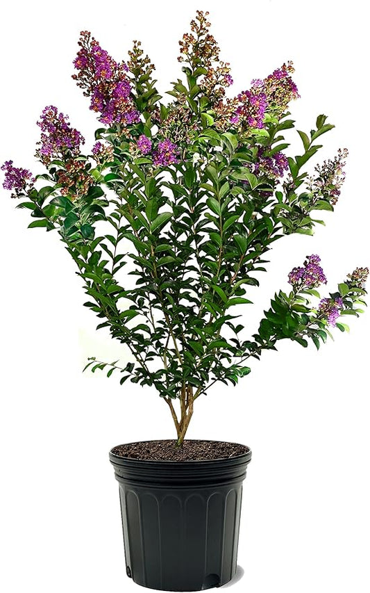 American Plant Exchange Miss Sandra Crape Myrtle Tree Live, 7-Gallon Pot, 2-3ft Tall, Vibrant Purple Flowers, Drought-Tolerant, Large Outdoor Landscape Accent, Year-Round Beauty