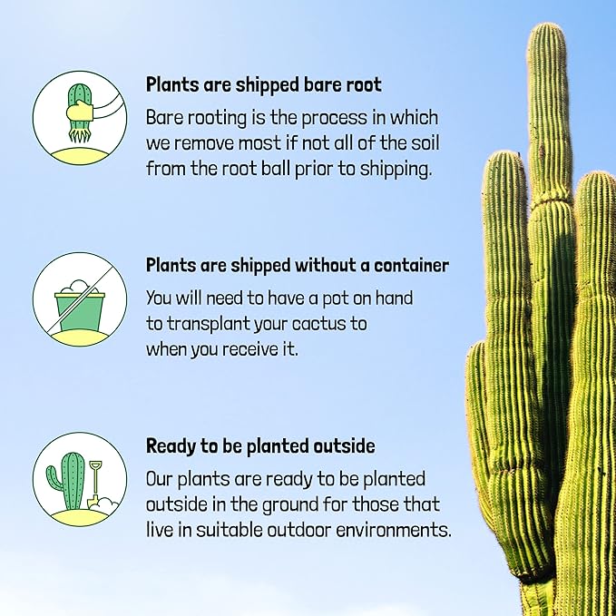 Cactus Outlet - Totem Pole Live Cactus, Cactus Plants Live, Live Plants Indoor & Outdoor Use 12-18” - Rare Large Live Cactus - Landscape Ready Large Cactus Plant Live Delivered Right to Your Door