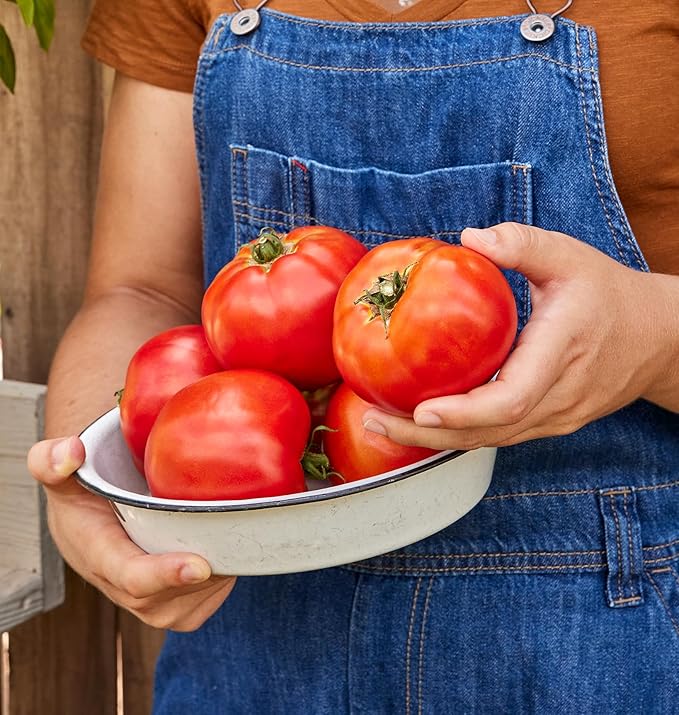 Burpee 'Celebrity' Hybrid Red Tomato Slicer 35 Non-GMO Seeds for Planting Disease-Resistant and Award-Winning Variety Big Juicy Tomato for Summer Sandwiches