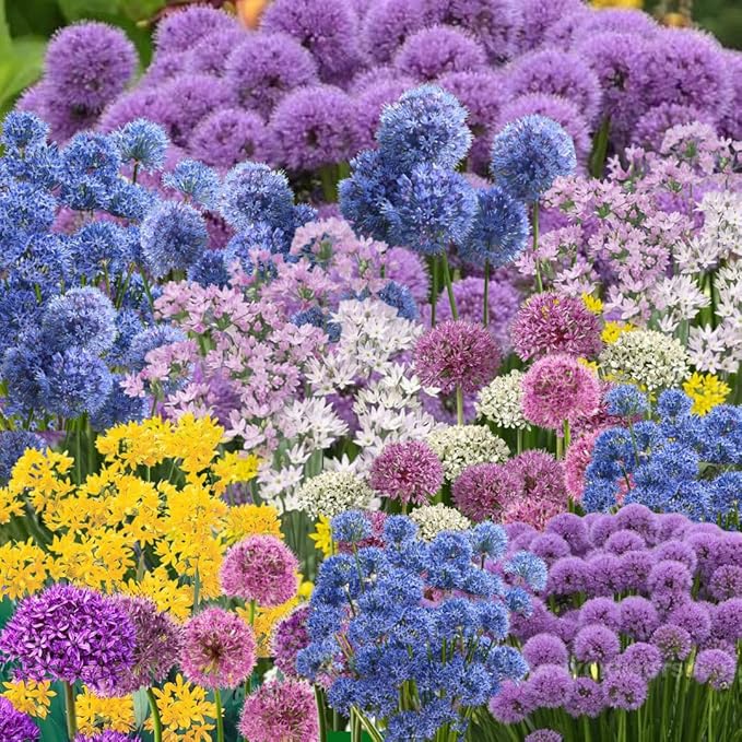 25 Mix Allium Bulbs, Allium Bulbs for Planting Fall Spring Garden Outdoors, Colorful Ornamental Flowering Onion Bulb, Hardy Perennial Flower Bulb