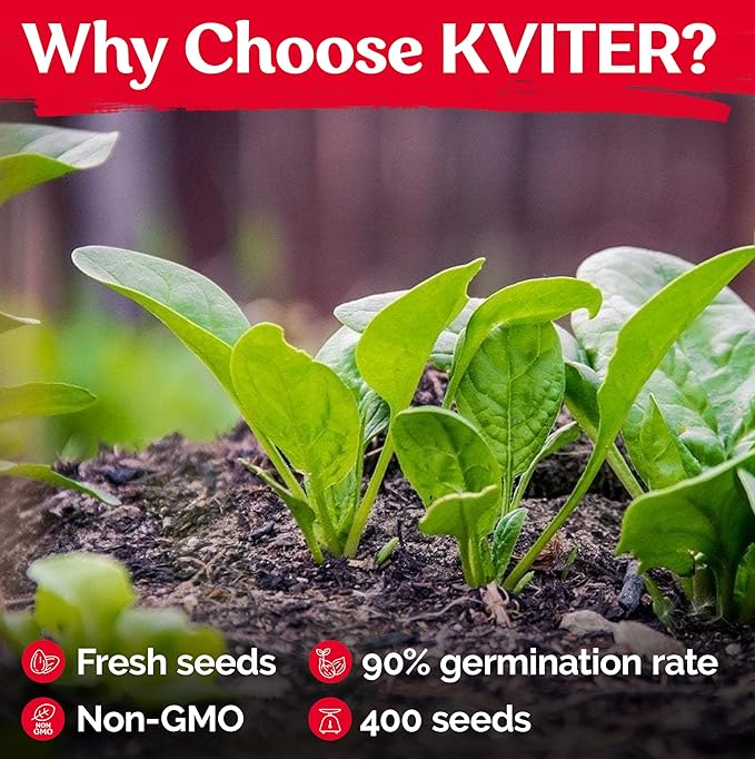 KVITER 400 Bloomsdale Spinach Seeds (Spinacia oleracea) — Non-GMO & Heirloom, Heat Tolerant, Cut and Come Again — Spinach Organic Vegetable Seeds for Planting in Outdoor & Indoor Garden, Containers