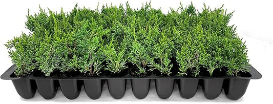Shimpaku Juniper | 3 Live Plants | Juniperus Chinensis | Evergreen Bonsai Specimen for Indoor & Outdoor Landscapes | Hardy Dwarf Plants